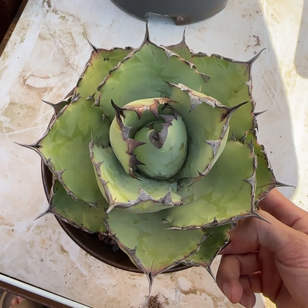 实生蓝肌仁王冠龙舌兰