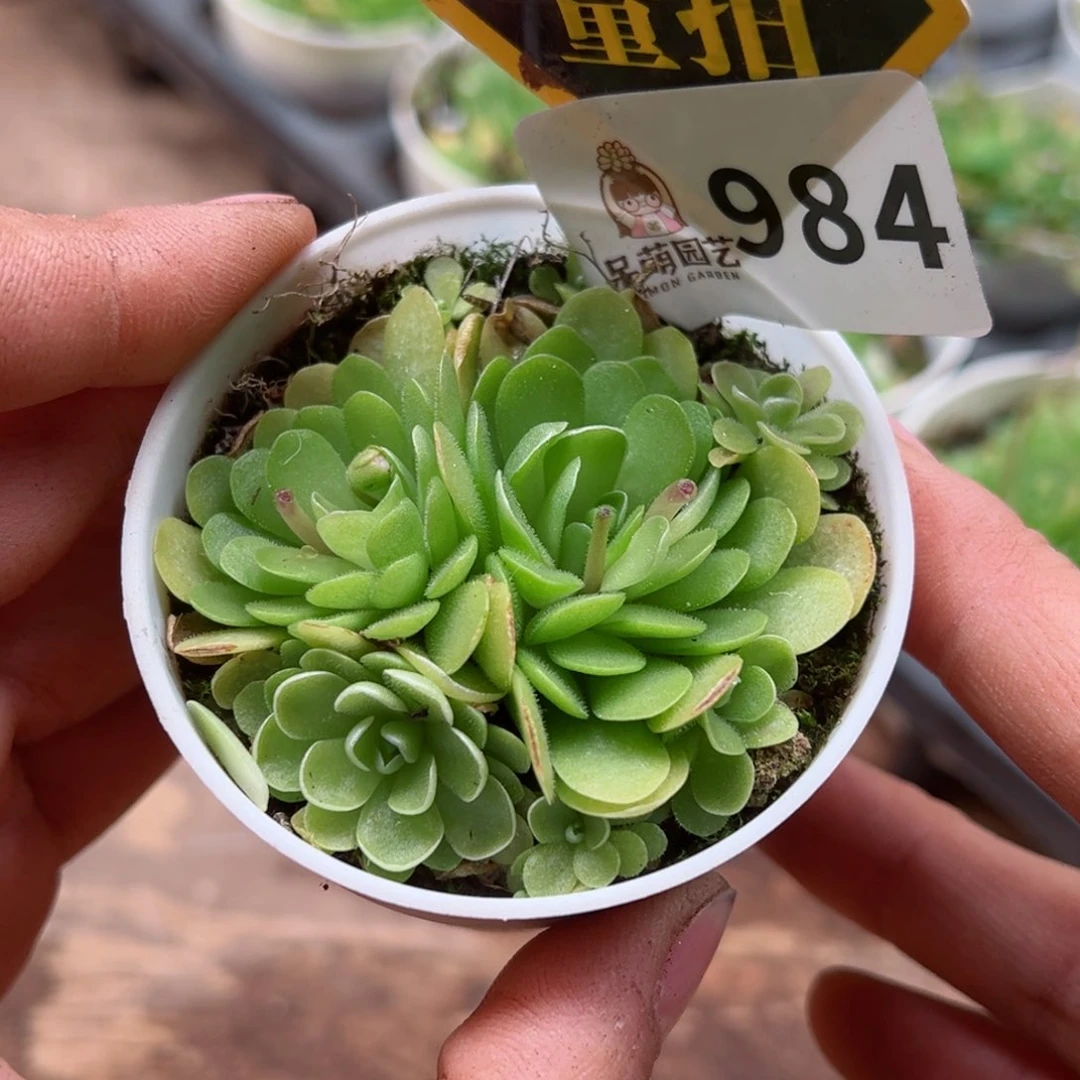 多肉植物多肉植物