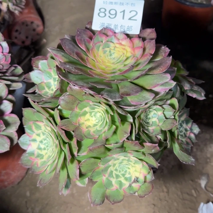 8912海王多肉植物