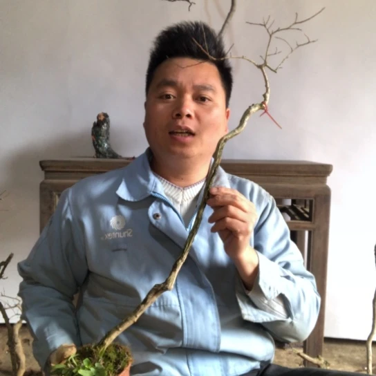 盆景素材盆栽绿植