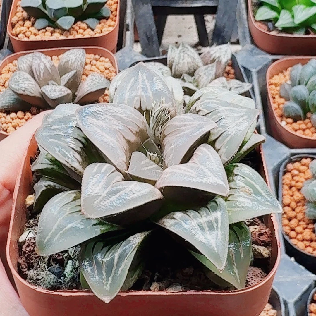 润***石十二卷 水晶银龟 福利