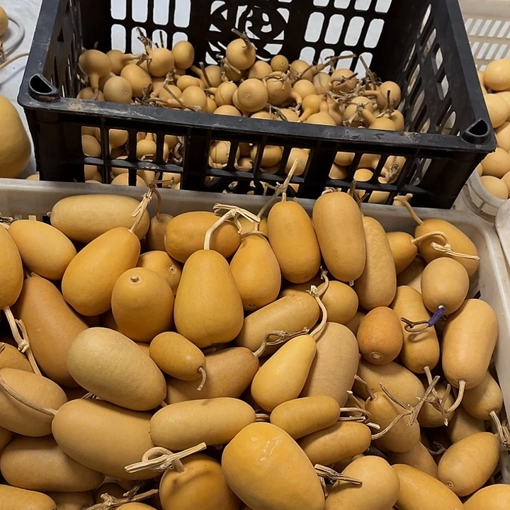 冬瓜葫芦加鸡蛋葫芦两个