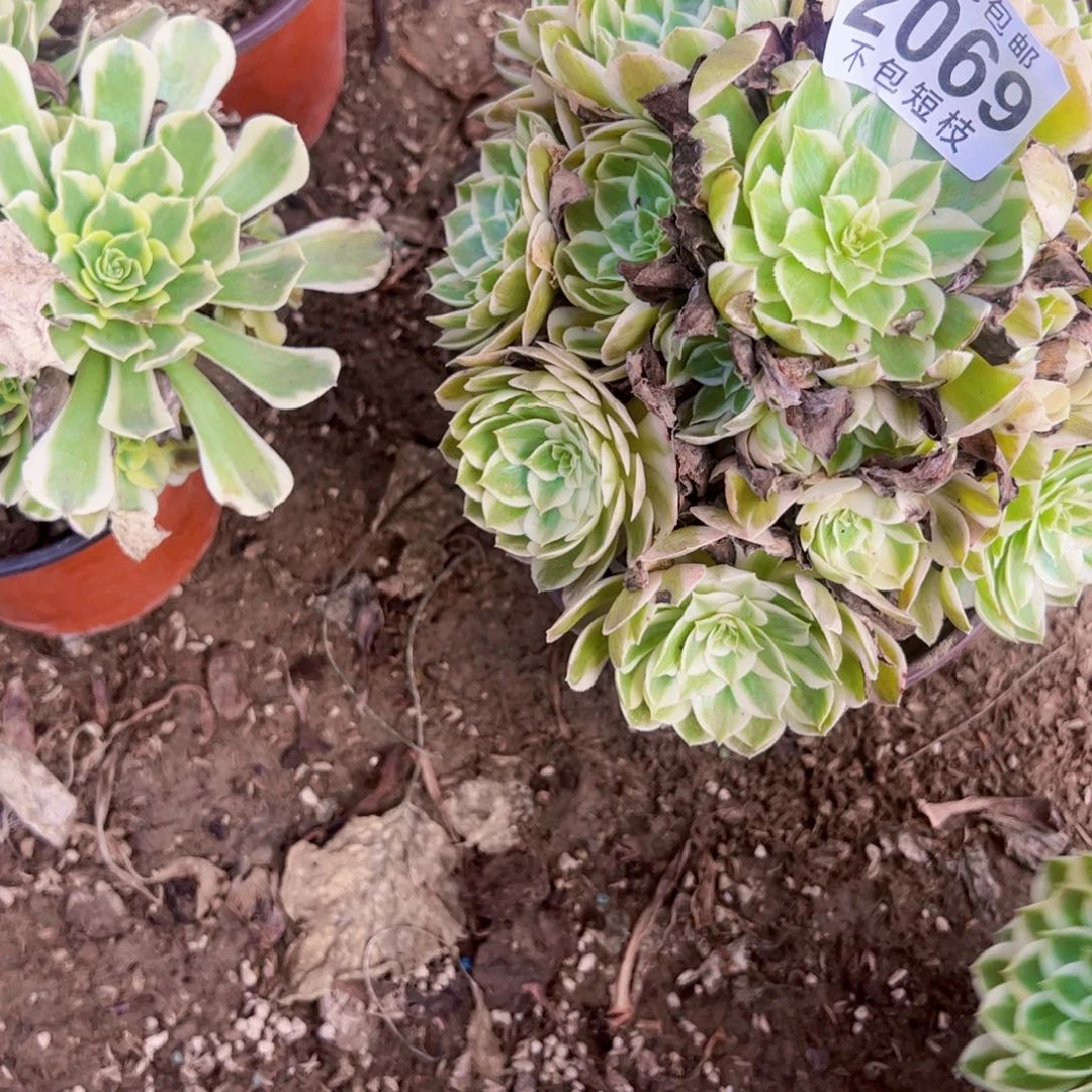 2069海王多肉植物法师