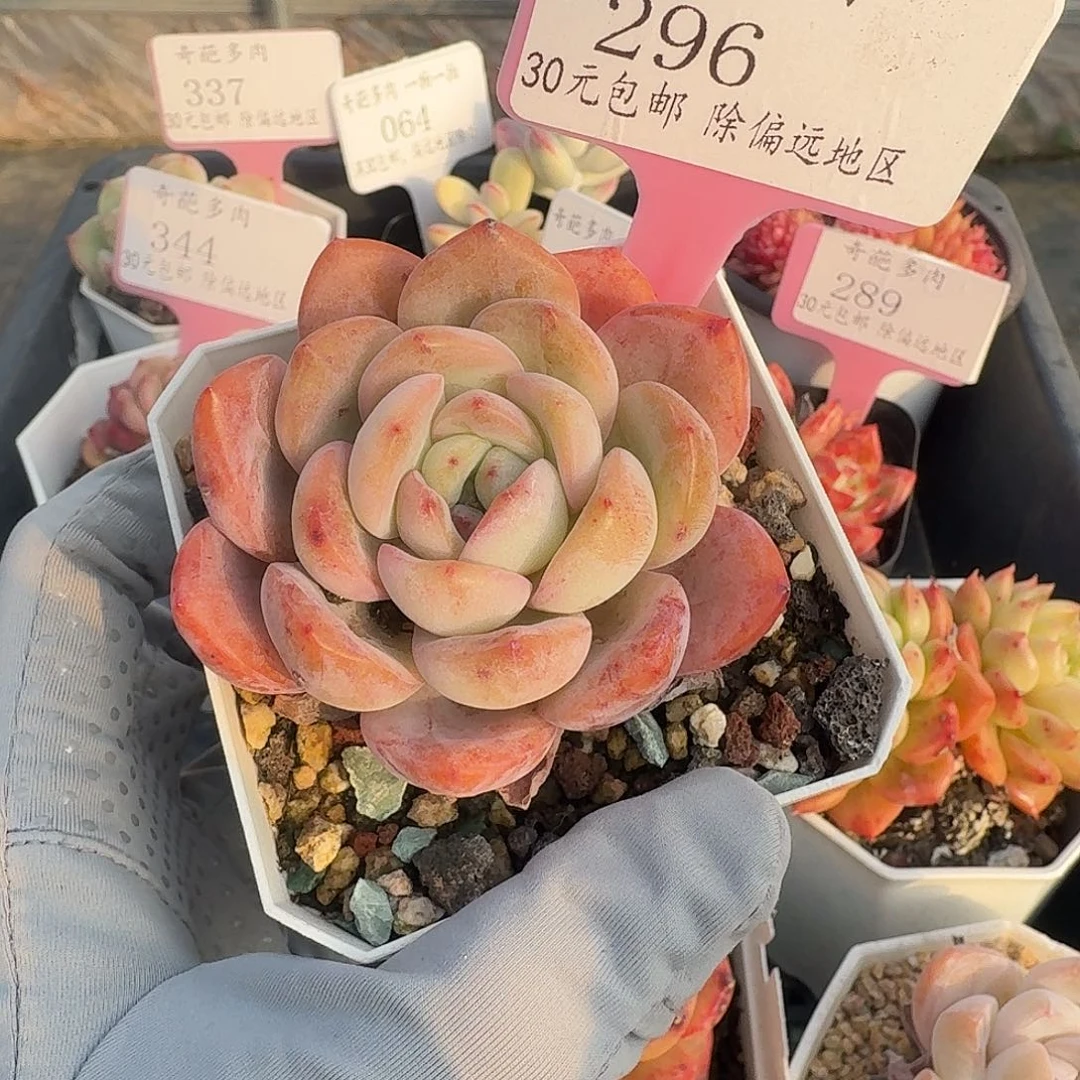 296 脱土 群生不包整 30元包邮非偏远