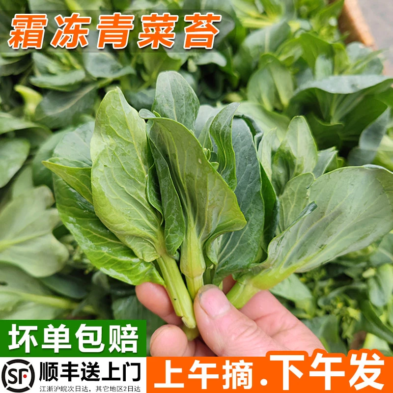 新鲜霜冻农家菜苔白菜菜薹嫩菜心青菜芯露天现摘油菜苔白菜苔