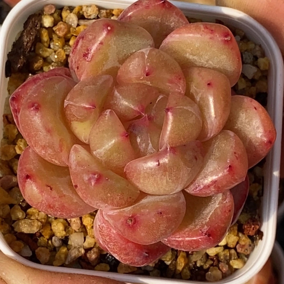 天官赐福百无禁忌