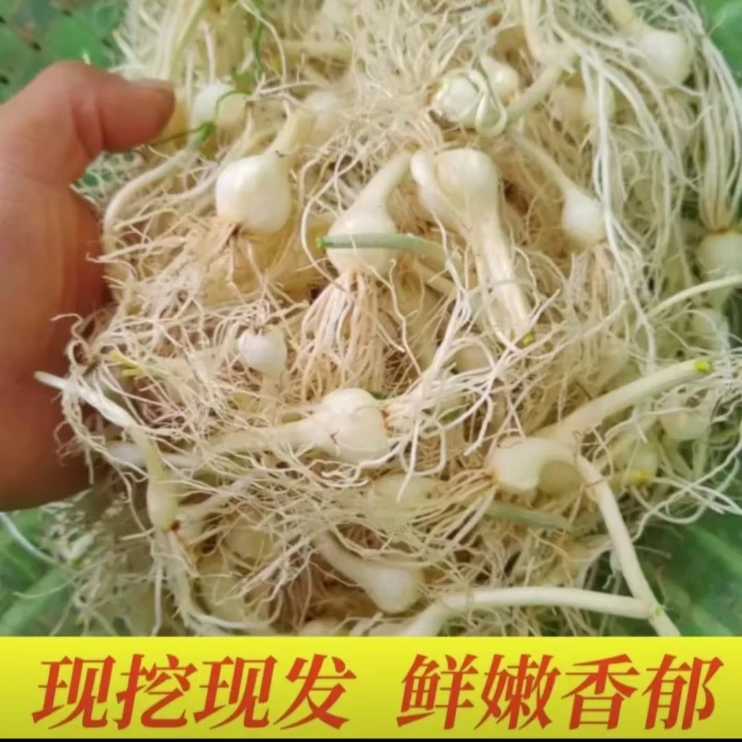 东北特产小根蒜大脑瓜小头蒜蘸酱菜包邮