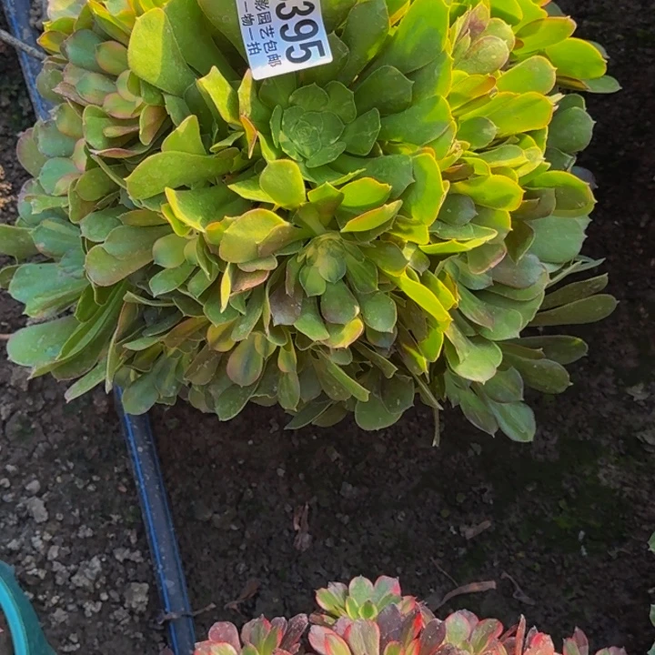 少秋七彩25-23包邮花花