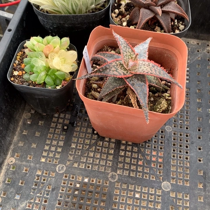 玉露锦带盆土发货带盆土