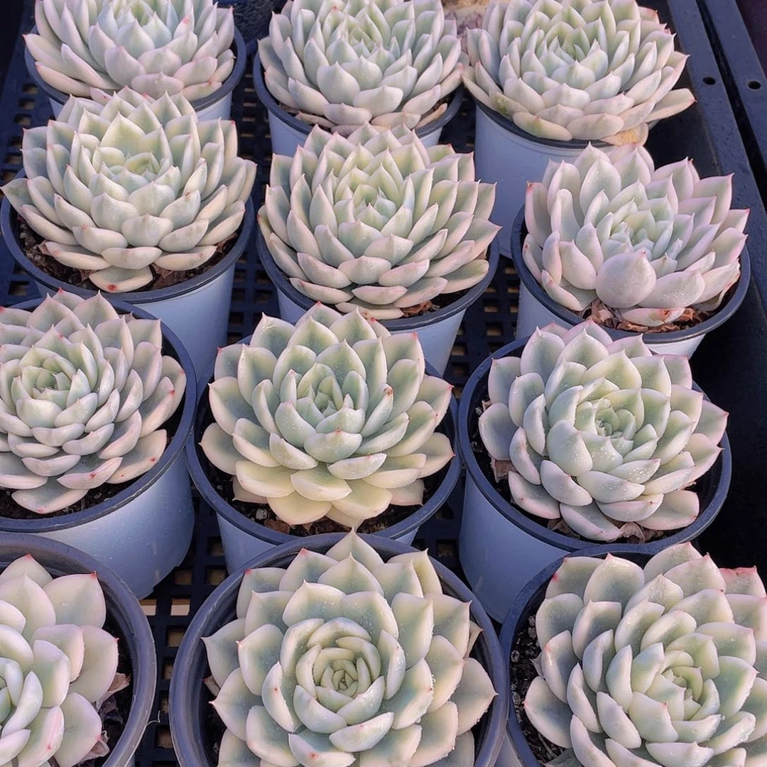 量拍47号 月亮仙子锦单头2个