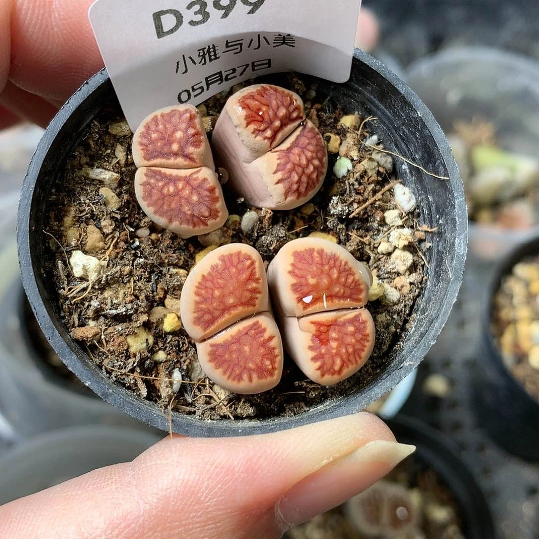 D398多肉植物保护研究所