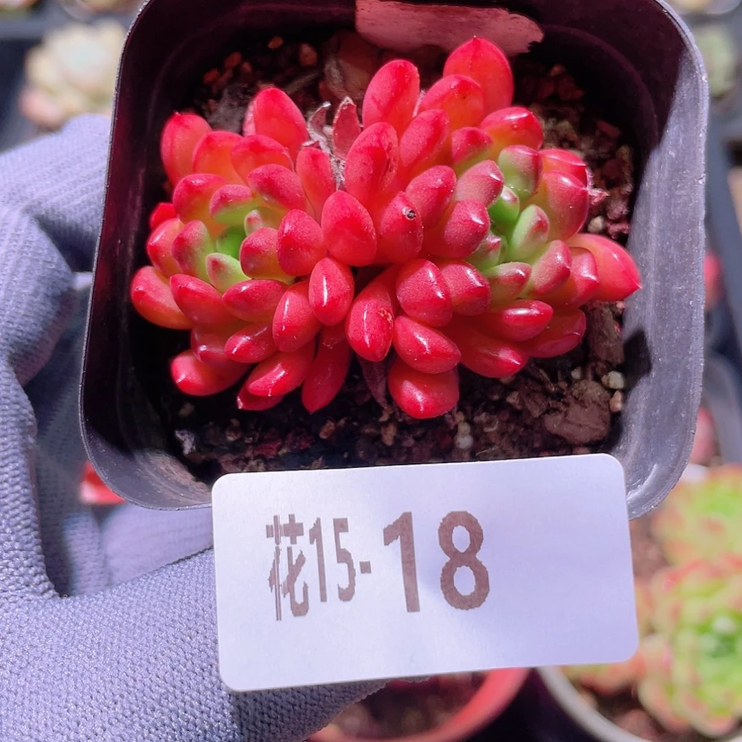 花利美15-18红宝石