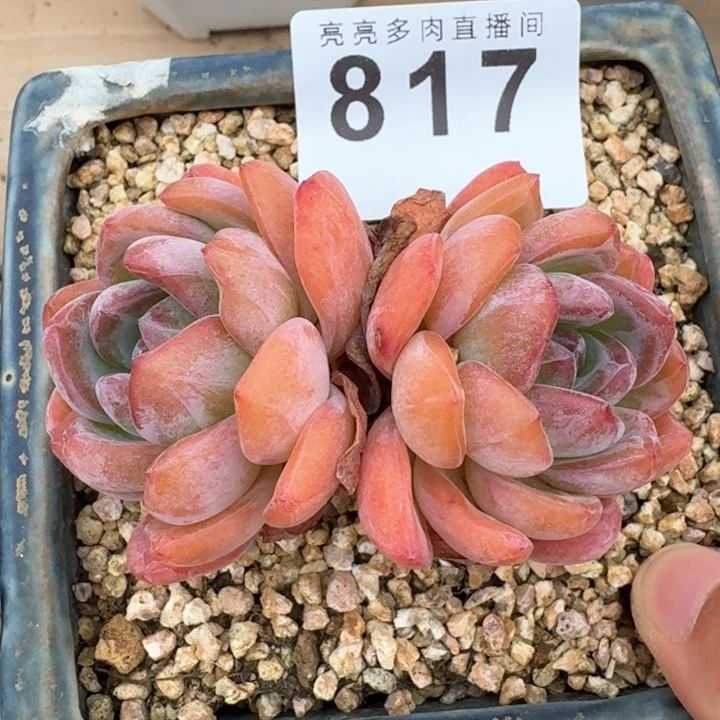 全明星  开播福利多肉植物