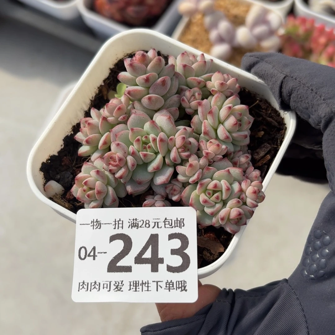 焦糖精灵无盆土发货