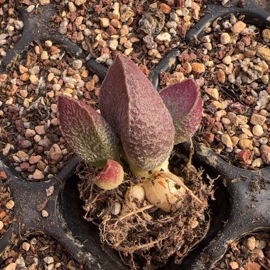 哈默猪肝多肉水泡植物176