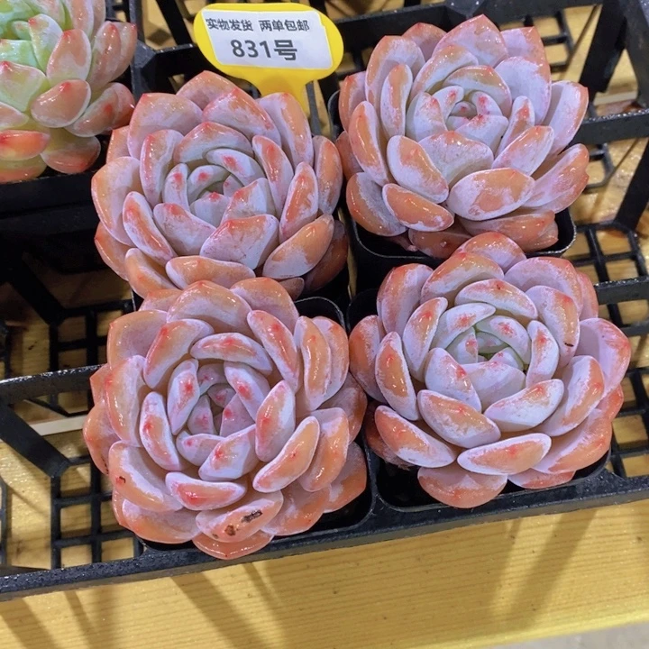 831号 宽叶雪花橙单头一个