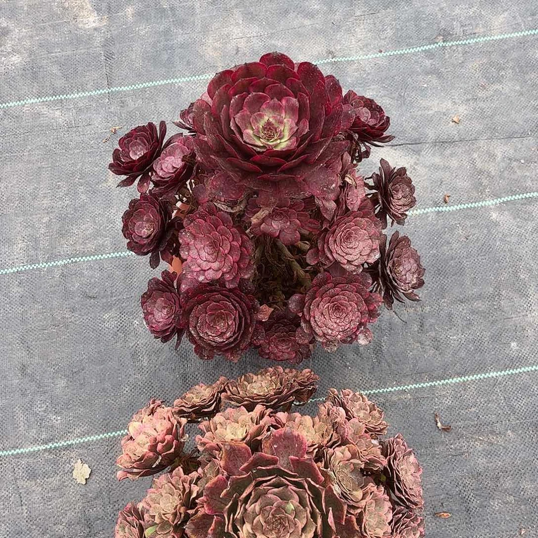 春***。春暖花开紫色妖姬水彩画哥哥给哥哥