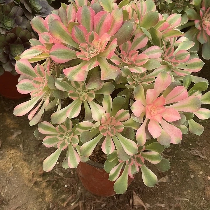 多肉植物法师香妃42