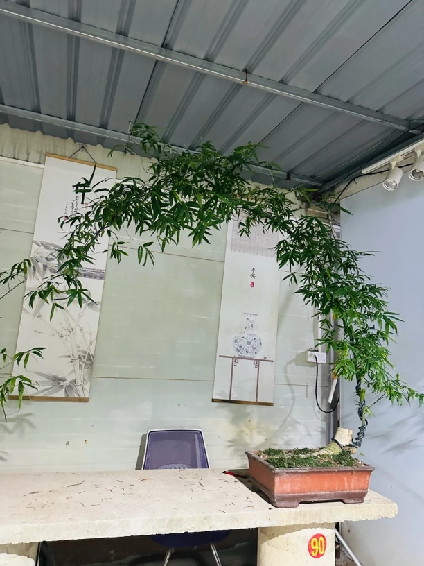 簕竹熟桩一物一拍特价