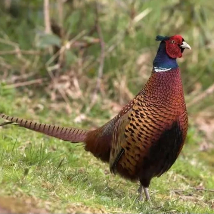 1只大公鸡约3.0斤京东包邮到家 包冰率不含冰