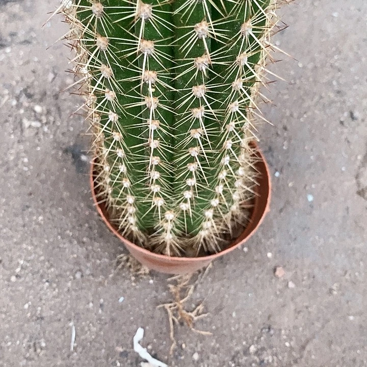 大象头毛花毛花257788