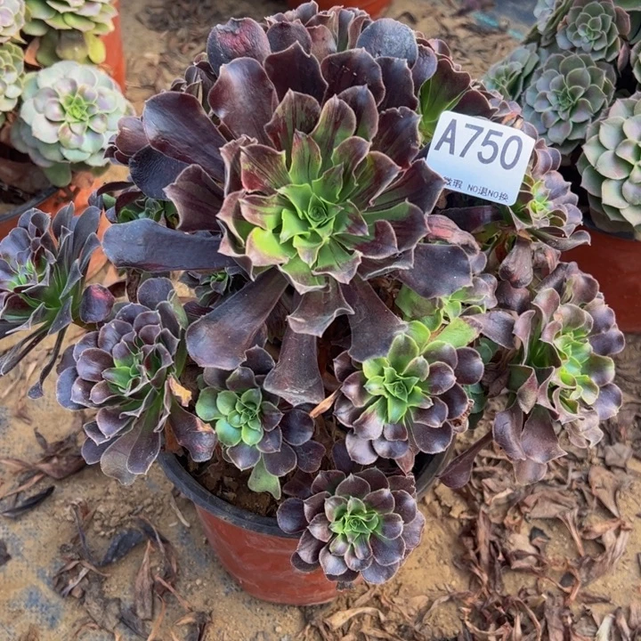 欧子多肉植物750.