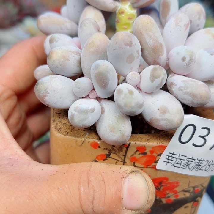 幸运的是我还没遇到