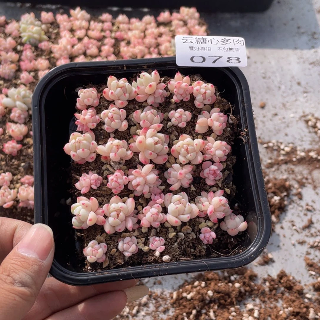 鼠***肉云糖心多肉植物78