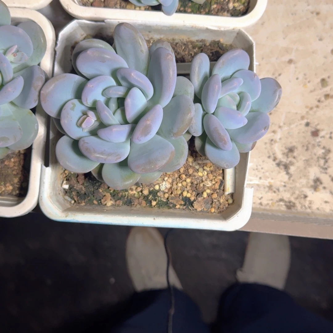 米雪奶 双头 一物一拍