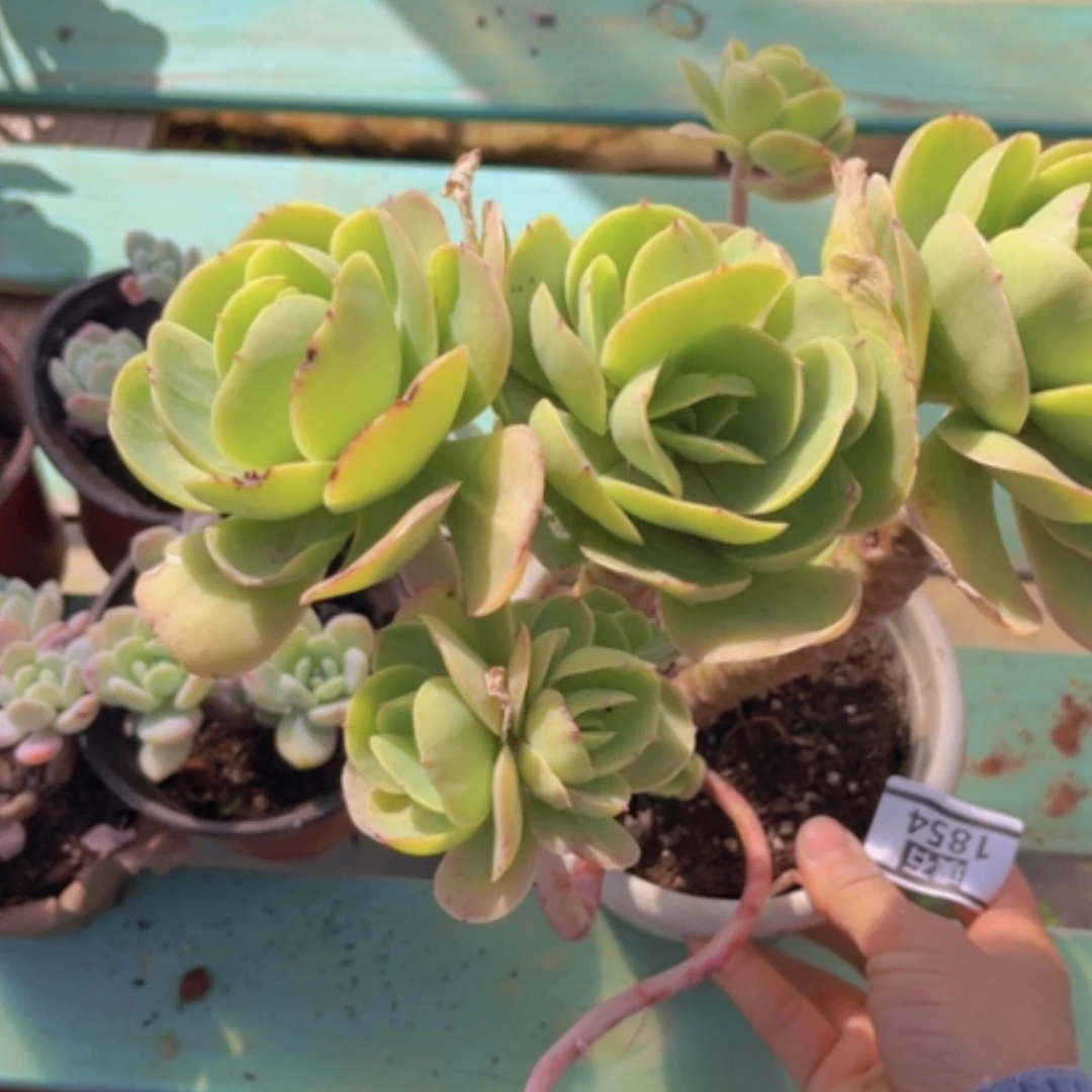 【闪购商品】碧桃1854