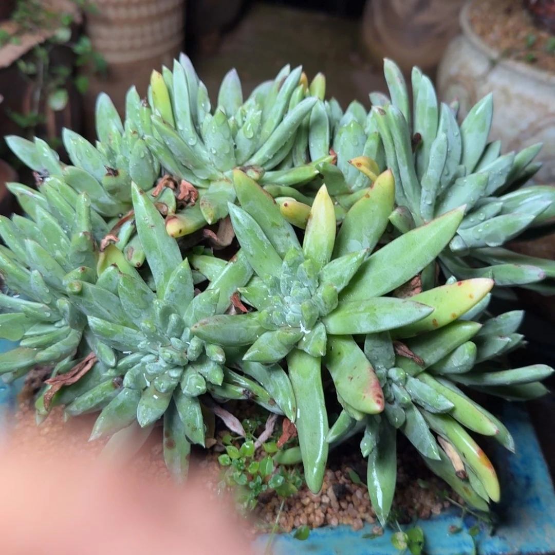 6075绿苹果杂交多肉