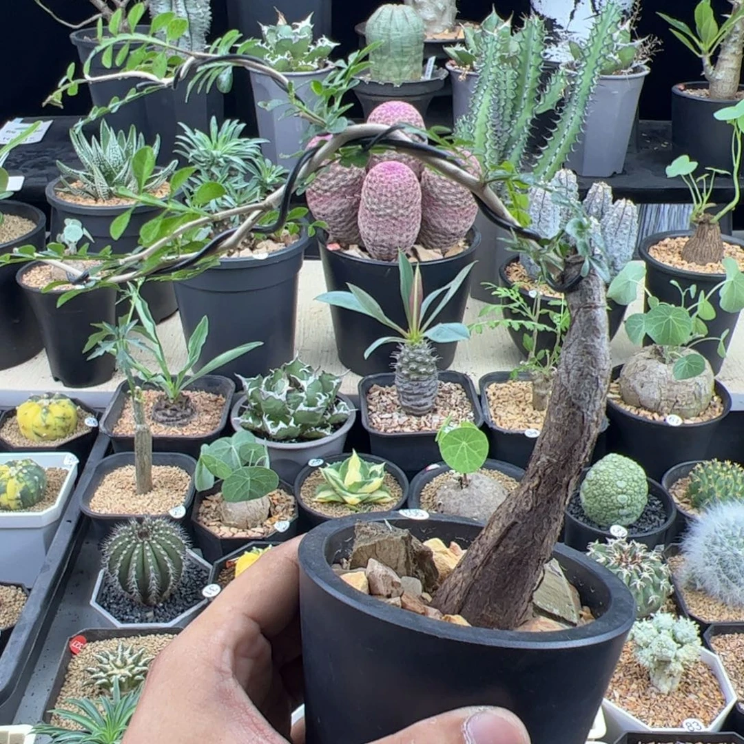 象足漆树根插一物一拍带盆发