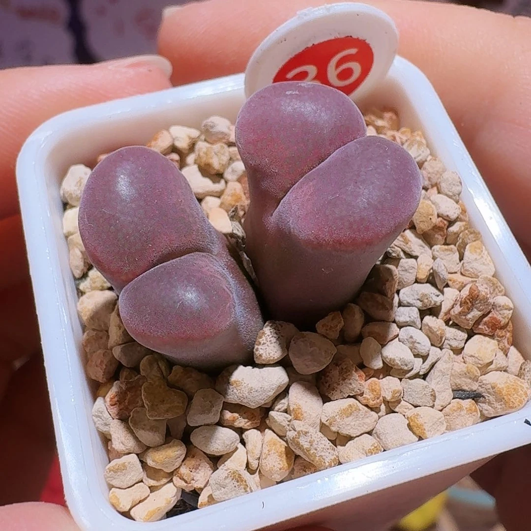 肉锥福利风铃捡漏36