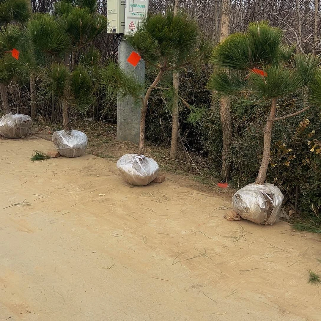 森*888888888888888