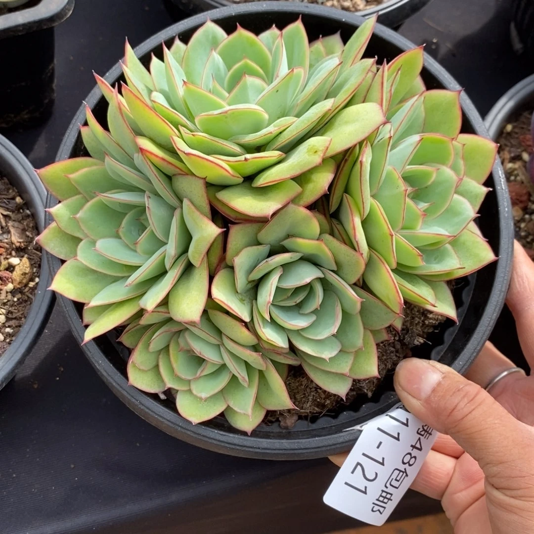 勿秒拍秒退911-121牡丹亭