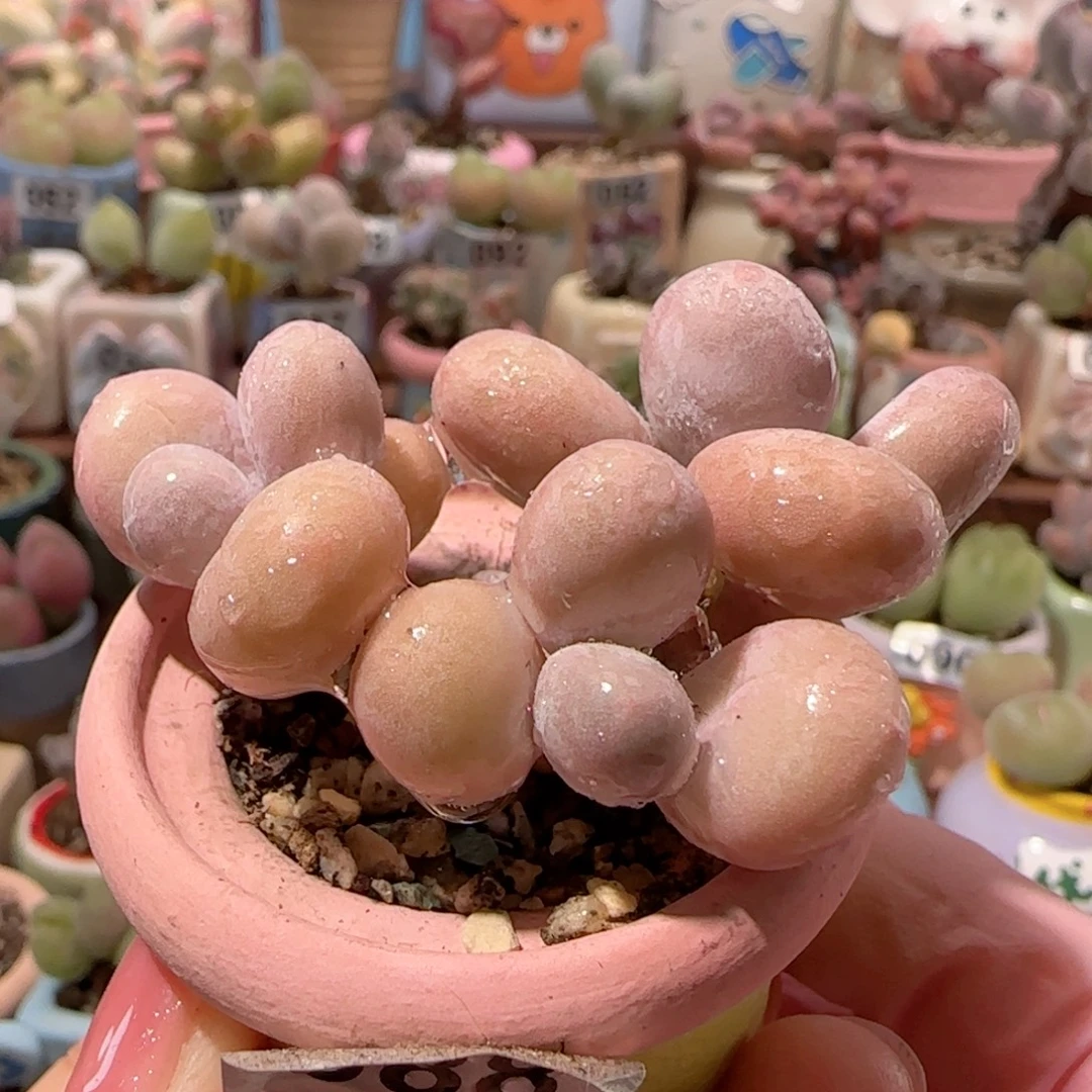 T蛋黄奶盆口2.5cm