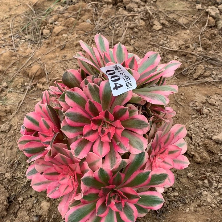 004粉女巫不正4号棚