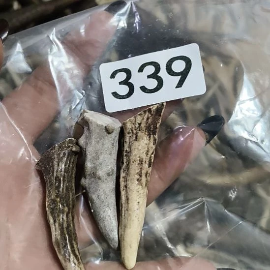 小***发鹿角鹿角鹿角鹿角鹿角鹿角