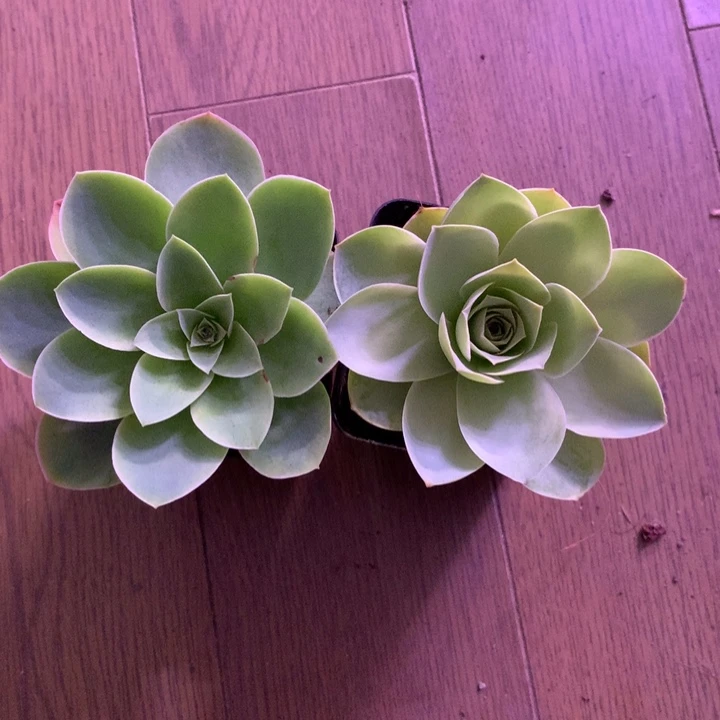 黄***柳一物一拍星辰组合两颗