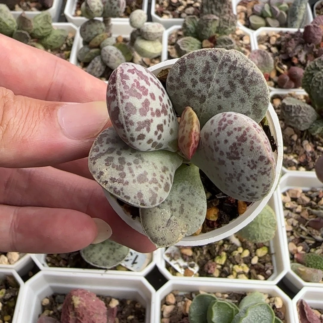 花蛋水泡多肉植物