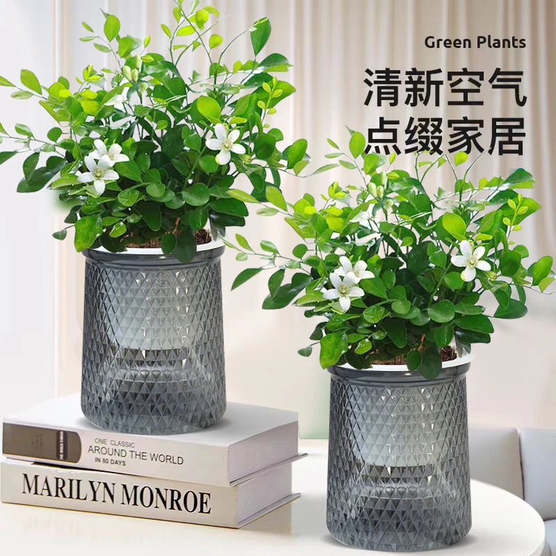 【新疆包邮】九里香盆栽室内绿植四季常青净化空气好养驱蚊植物