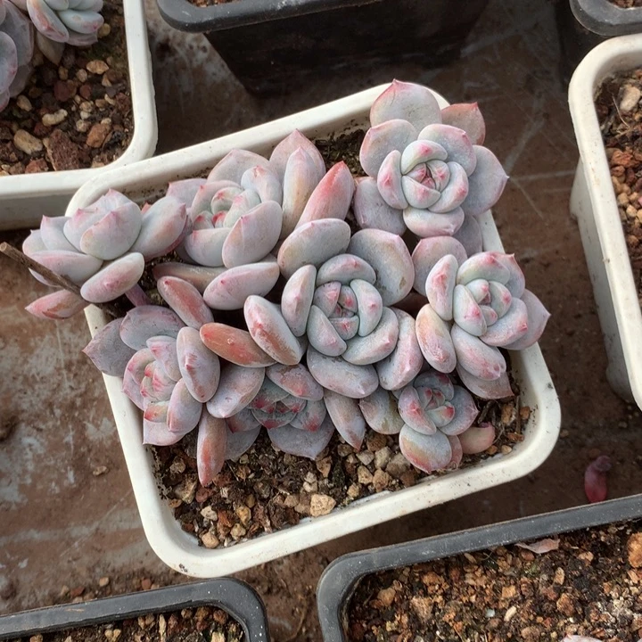 无花朵哈哈哈哈哈哈哈哈哈18