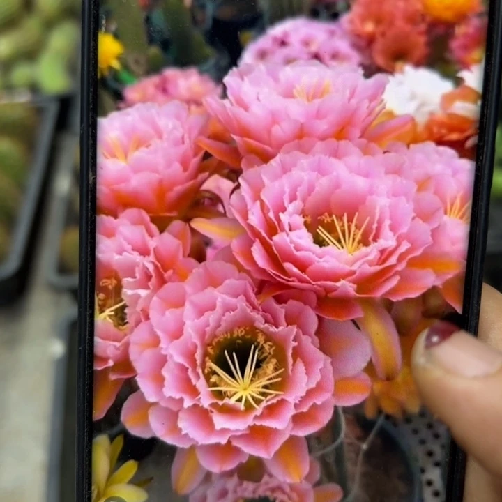 下57毛粉桃精灵歪无根侧芽5公分左右20包邮