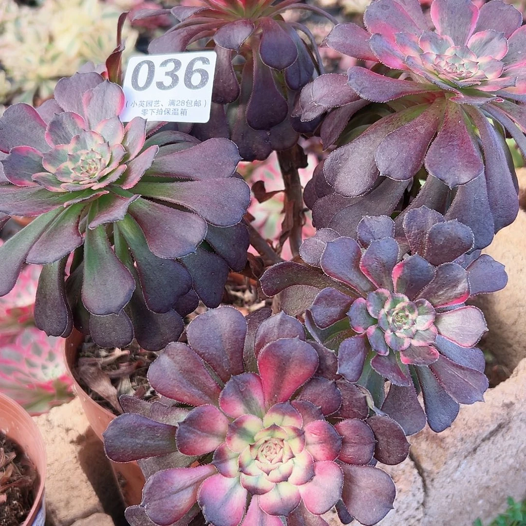红金刚036多肉植物多肉植物