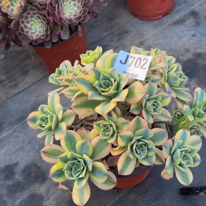 瑞妈多肉园艺，702