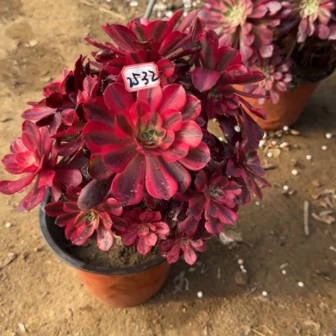 25-32美杜莎处理不包售后多肉