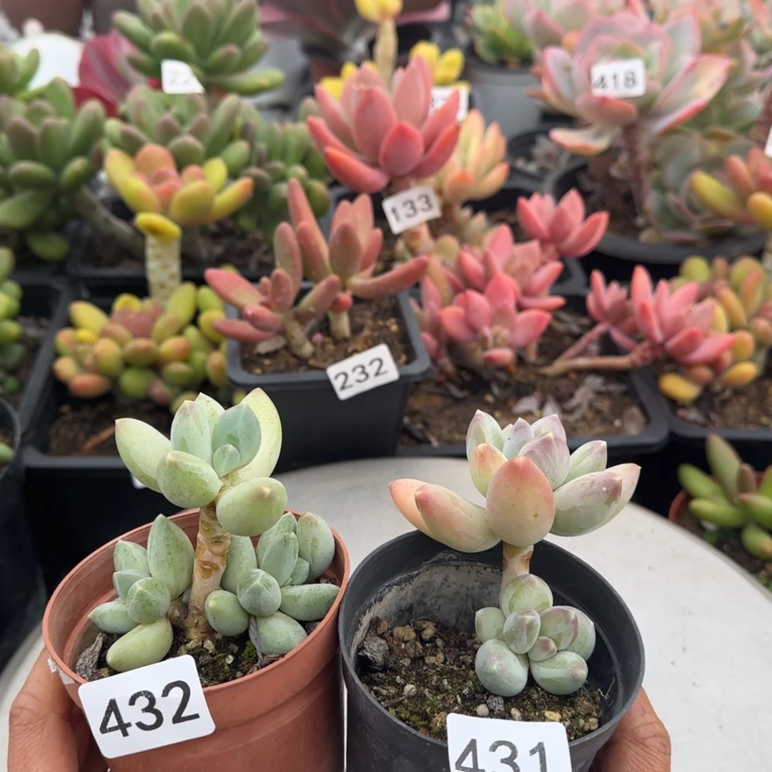 4327 431号 一物一拍一对