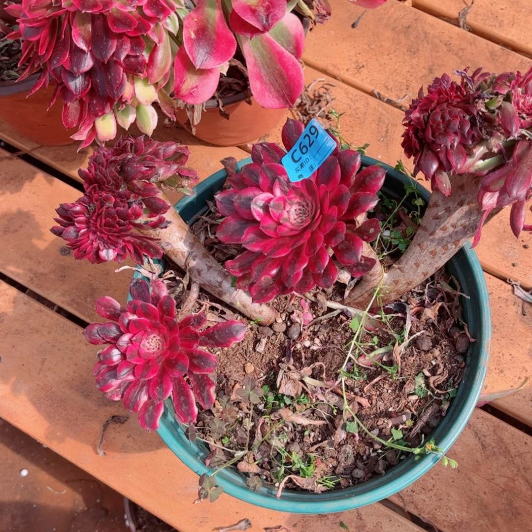 多肉植物629红铜壶