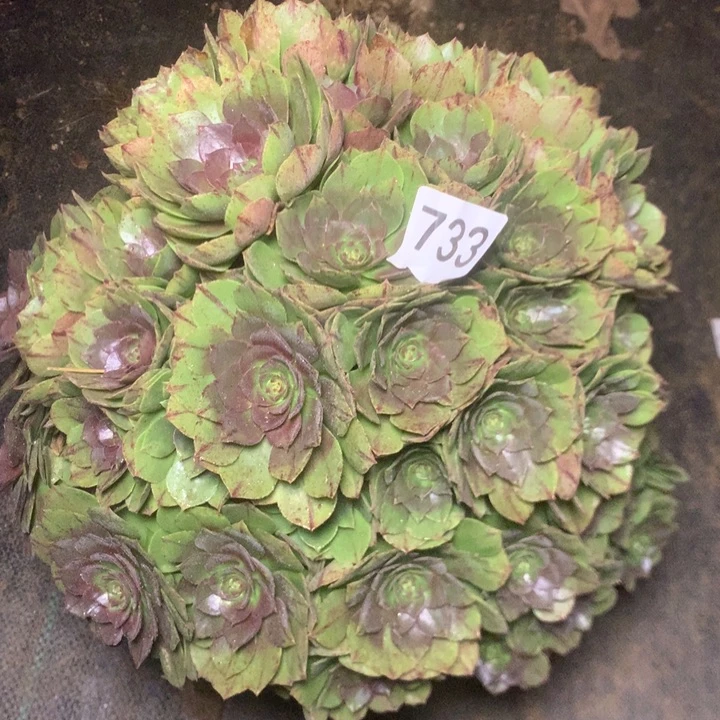 733万拉丝多多肉植物