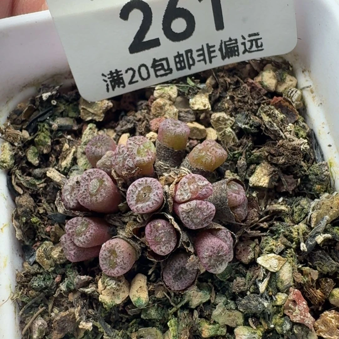 红珊瑚带盆土。